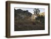 Wild Iberian Lynx (Lynx Pardinus) Male, Sierra De Andújar Natural Park, Andalusia, Spain, May-Oxford-Framed Photographic Print