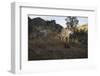 Wild Iberian Lynx (Lynx Pardinus) Male, Sierra De Andújar Natural Park, Andalusia, Spain, May-Oxford-Framed Photographic Print