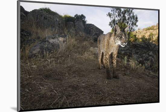 Wild Iberian Lynx (Lynx Pardinus) Male, Sierra De Andújar Natural Park, Andalusia, Spain, May-Oxford-Mounted Photographic Print