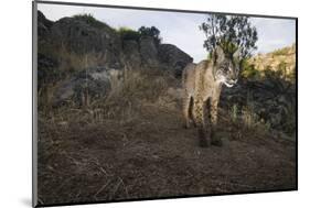 Wild Iberian Lynx (Lynx Pardinus) Male, Sierra De Andújar Natural Park, Andalusia, Spain, May-Oxford-Mounted Photographic Print