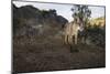 Wild Iberian Lynx (Lynx Pardinus) Male, Sierra De Andújar Natural Park, Andalusia, Spain, May-Oxford-Mounted Photographic Print