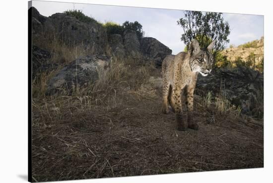 Wild Iberian Lynx (Lynx Pardinus) Male, Sierra De Andújar Natural Park, Andalusia, Spain, May-Oxford-Stretched Canvas