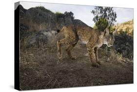 Wild Iberian Lynx (Lynx Pardinus) Male, Sierra De Andújar Np, Spain, Critically Endangered-Oxford-Stretched Canvas