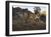 Wild Iberian Lynx (Lynx Pardinus) Male, Sierra De Andújar Np, Spain, Critically Endangered-Oxford-Framed Photographic Print