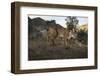 Wild Iberian Lynx (Lynx Pardinus) Male, Sierra De Andújar Np, Spain, Critically Endangered-Oxford-Framed Photographic Print