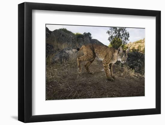 Wild Iberian Lynx (Lynx Pardinus) Male, Sierra De Andújar Np, Spain, Critically Endangered-Oxford-Framed Photographic Print