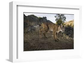 Wild Iberian Lynx (Lynx Pardinus) Male, Sierra De Andújar Np, Spain, Critically Endangered-Oxford-Framed Photographic Print