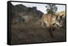 Wild Iberian Lynx (Lynx Pardinus) Male Walking, Sierra De Andújar Np, Sierra Morena, Spain, May-Oxford-Framed Stretched Canvas