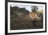 Wild Iberian Lynx (Lynx Pardinus) Male Walking, Sierra De Andújar Np, Sierra Morena, Spain, May-Oxford-Framed Premium Photographic Print