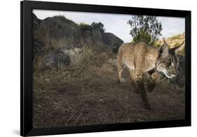 Wild Iberian Lynx (Lynx Pardinus) Male Walking, Sierra De Andújar Np, Sierra Morena, Spain, May-Oxford-Framed Premium Photographic Print