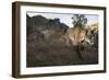 Wild Iberian Lynx (Lynx Pardinus) Male Walking, Sierra De Andújar Np, Sierra Morena, Spain, May-Oxford-Framed Photographic Print