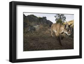 Wild Iberian Lynx (Lynx Pardinus) Male Walking, Sierra De Andújar Np, Sierra Morena, Spain, May-Oxford-Framed Photographic Print