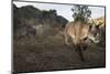 Wild Iberian Lynx (Lynx Pardinus) Male Walking, Sierra De Andújar Np, Sierra Morena, Spain, May-Oxford-Mounted Photographic Print