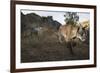 Wild Iberian Lynx (Lynx Pardinus) Male Walking, Sierra De Andújar Np, Sierra Morena, Spain, May-Oxford-Framed Photographic Print