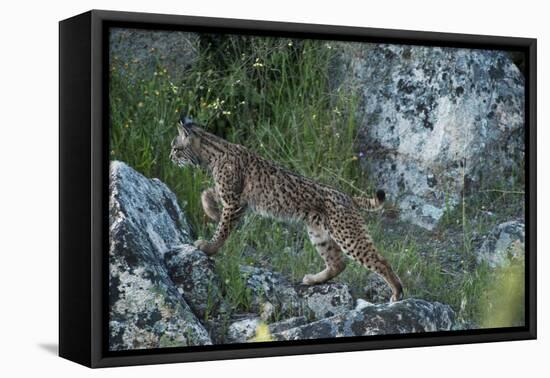 Wild Iberian Lynx (Lynx Pardinus) One Year Female, on Rocks, Sierra De Andújar Np, Andalusia, Spain-Oxford-Framed Stretched Canvas