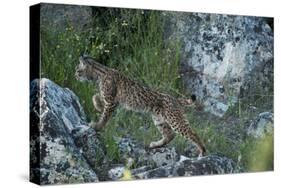 Wild Iberian Lynx (Lynx Pardinus) One Year Female, on Rocks, Sierra De Andújar Np, Andalusia, Spain-Oxford-Stretched Canvas