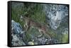 Wild Iberian Lynx (Lynx Pardinus) One Year Female, on Rocks, Sierra De Andújar Np, Andalusia, Spain-Oxford-Framed Stretched Canvas