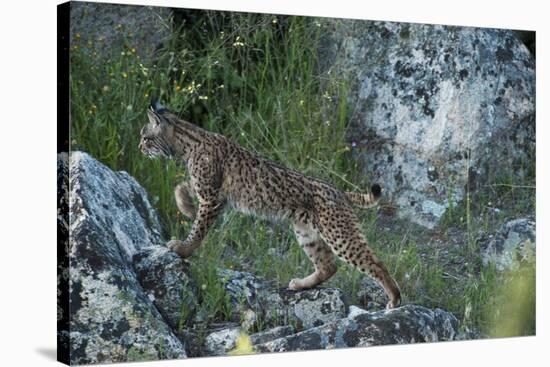 Wild Iberian Lynx (Lynx Pardinus) One Year Female, on Rocks, Sierra De Andújar Np, Andalusia, Spain-Oxford-Stretched Canvas