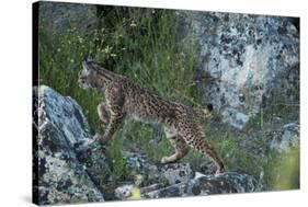 Wild Iberian Lynx (Lynx Pardinus) One Year Female, on Rocks, Sierra De Andújar Np, Andalusia, Spain-Oxford-Stretched Canvas