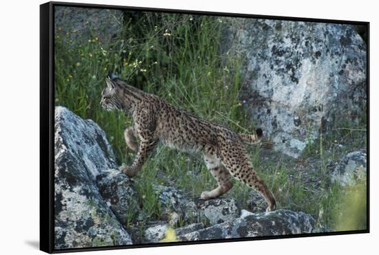 Wild Iberian Lynx (Lynx Pardinus) One Year Female, on Rocks, Sierra De Andújar Np, Andalusia, Spain-Oxford-Framed Stretched Canvas