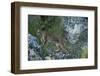 Wild Iberian Lynx (Lynx Pardinus) One Year Female, on Rocks, Sierra De Andújar Np, Andalusia, Spain-Oxford-Framed Photographic Print