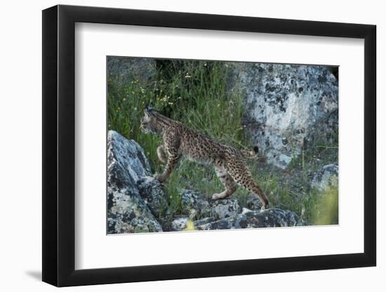 Wild Iberian Lynx (Lynx Pardinus) One Year Female, on Rocks, Sierra De Andújar Np, Andalusia, Spain-Oxford-Framed Photographic Print