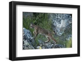 Wild Iberian Lynx (Lynx Pardinus) One Year Female, on Rocks, Sierra De Andújar Np, Andalusia, Spain-Oxford-Framed Photographic Print