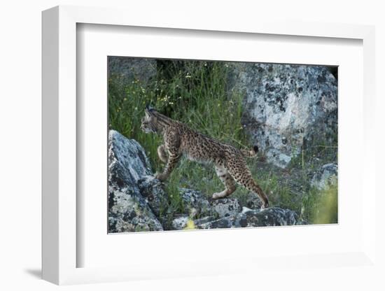 Wild Iberian Lynx (Lynx Pardinus) One Year Female, on Rocks, Sierra De Andújar Np, Andalusia, Spain-Oxford-Framed Photographic Print