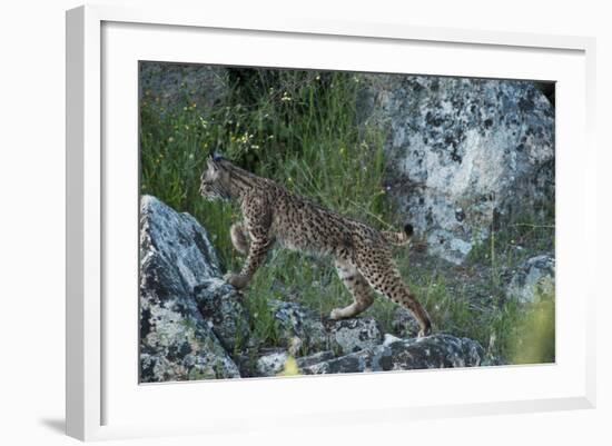 Wild Iberian Lynx (Lynx Pardinus) One Year Female, on Rocks, Sierra De Andújar Np, Andalusia, Spain-Oxford-Framed Photographic Print