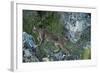 Wild Iberian Lynx (Lynx Pardinus) One Year Female, on Rocks, Sierra De Andújar Np, Andalusia, Spain-Oxford-Framed Photographic Print