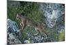 Wild Iberian Lynx (Lynx Pardinus) One Year Female, on Rocks, Sierra De Andújar Np, Andalusia, Spain-Oxford-Mounted Photographic Print