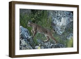 Wild Iberian Lynx (Lynx Pardinus) One Year Female, on Rocks, Sierra De Andújar Np, Andalusia, Spain-Oxford-Framed Photographic Print