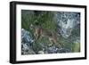 Wild Iberian Lynx (Lynx Pardinus) One Year Female, on Rocks, Sierra De Andújar Np, Andalusia, Spain-Oxford-Framed Photographic Print