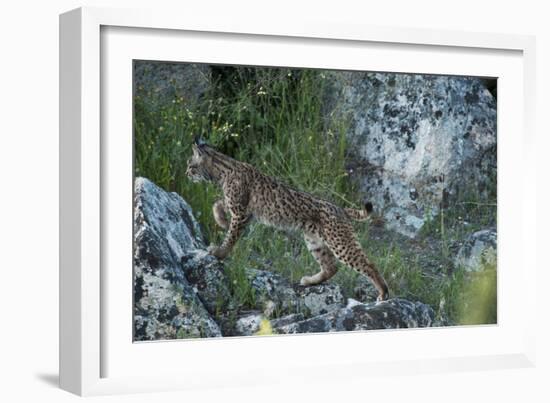 Wild Iberian Lynx (Lynx Pardinus) One Year Female, on Rocks, Sierra De Andújar Np, Andalusia, Spain-Oxford-Framed Photographic Print