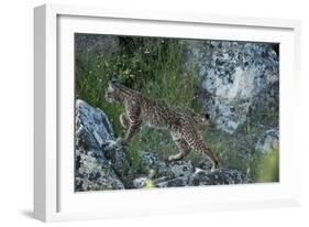 Wild Iberian Lynx (Lynx Pardinus) One Year Female, on Rocks, Sierra De Andújar Np, Andalusia, Spain-Oxford-Framed Photographic Print