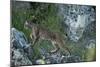 Wild Iberian Lynx (Lynx Pardinus) One Year Female, on Rocks, Sierra De Andújar Np, Andalusia, Spain-Oxford-Mounted Photographic Print