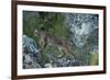 Wild Iberian Lynx (Lynx Pardinus) One Year Female, on Rocks, Sierra De Andújar Np, Andalusia, Spain-Oxford-Framed Photographic Print