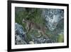 Wild Iberian Lynx (Lynx Pardinus) One Year Female, on Rocks, Sierra De Andújar Np, Andalusia, Spain-Oxford-Framed Photographic Print