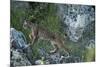 Wild Iberian Lynx (Lynx Pardinus) One Year Female, on Rocks, Sierra De Andújar Np, Andalusia, Spain-Oxford-Mounted Photographic Print