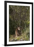 Wild Iberian Lynx (Lynx Pardinus) One Year Old Male with Gps Tracking Collar, Sierra Morena, Spain-Oxford-Framed Premium Photographic Print