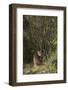 Wild Iberian Lynx (Lynx Pardinus) One Year Old Male with Gps Tracking Collar, Sierra Morena, Spain-Oxford-Framed Photographic Print