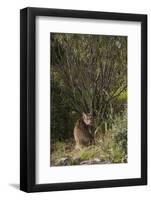 Wild Iberian Lynx (Lynx Pardinus) One Year Old Male with Gps Tracking Collar, Sierra Morena, Spain-Oxford-Framed Photographic Print