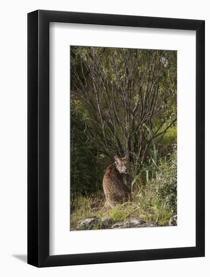 Wild Iberian Lynx (Lynx Pardinus) One Year Old Male with Gps Tracking Collar, Sierra Morena, Spain-Oxford-Framed Photographic Print