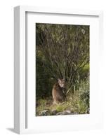 Wild Iberian Lynx (Lynx Pardinus) One Year Old Male with Gps Tracking Collar, Sierra Morena, Spain-Oxford-Framed Photographic Print