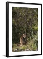 Wild Iberian Lynx (Lynx Pardinus) One Year Old Male with Gps Tracking Collar, Sierra Morena, Spain-Oxford-Framed Photographic Print