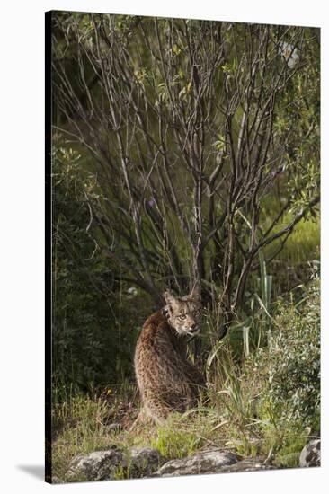 Wild Iberian Lynx (Lynx Pardinus) One Year Old Male with Gps Tracking Collar, Sierra Morena, Spain-Oxford-Stretched Canvas