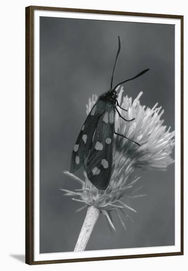 Wild Insects I-The Chelsea Collection-Framed Giclee Print