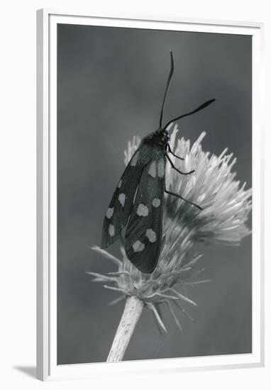 Wild Insects I-The Chelsea Collection-Framed Giclee Print