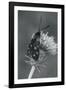 Wild Insects I-The Chelsea Collection-Framed Giclee Print