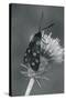 Wild Insects I-The Chelsea Collection-Stretched Canvas